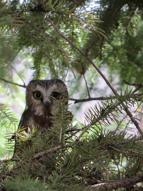 Sowet Owl...