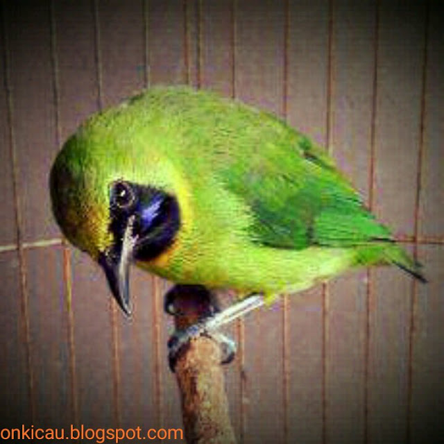 gambar burung cucak ijo sumatera