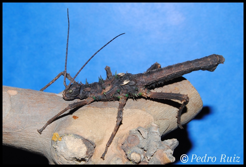 Ninfa macho L5 de Haaniella dehaani, 6,2 cm de longitud