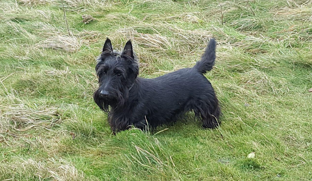 "The Scottish Terrier Dog: Unraveling the Charms of the Brave and Loyal Breed - History, Characteristics, and Care Guide"