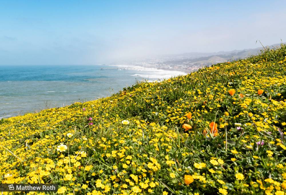 flores selvagens california natureza pacifico
