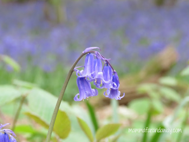 bluebells