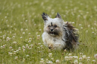 Havanese are small dogs