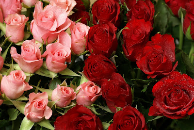 Rosas côr-de-rosa e vermelhas