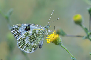 mariposa-blanquiverdosa-pontia-daplidice-