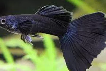 IKAN GUPPY HITAM