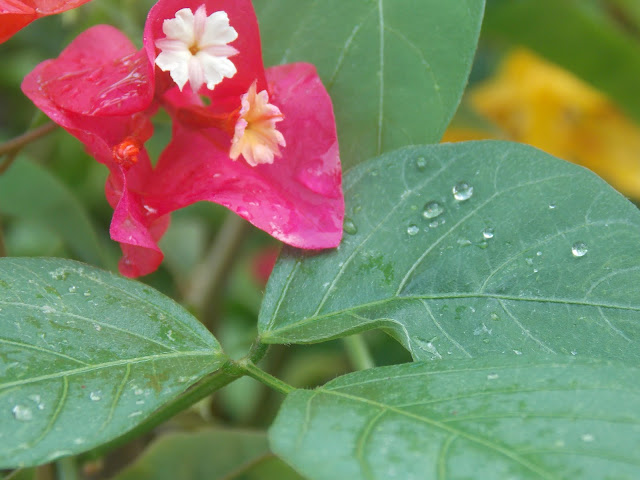 pink flower images