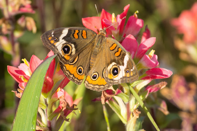 Common Buckeye on Indian Paintbrush