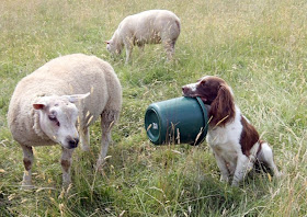 A sheepdog bottle-feeding baby lamb, Jess brings bucket
