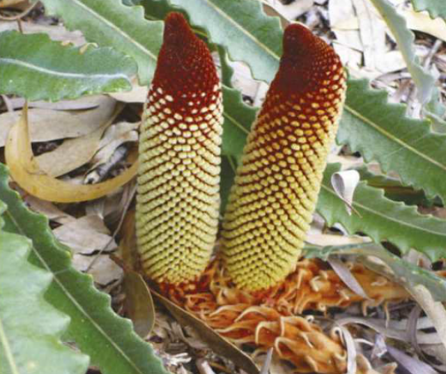 banksias for garden