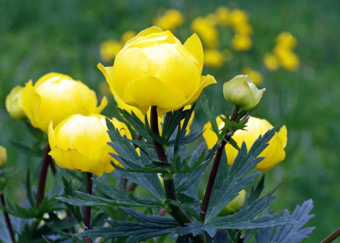 Trollius (Globus cvijet)