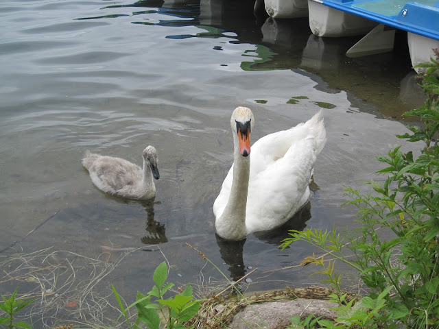 Lithuanian swans