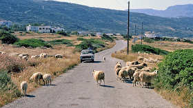 Moutons sur la route (Crète, Grèce)