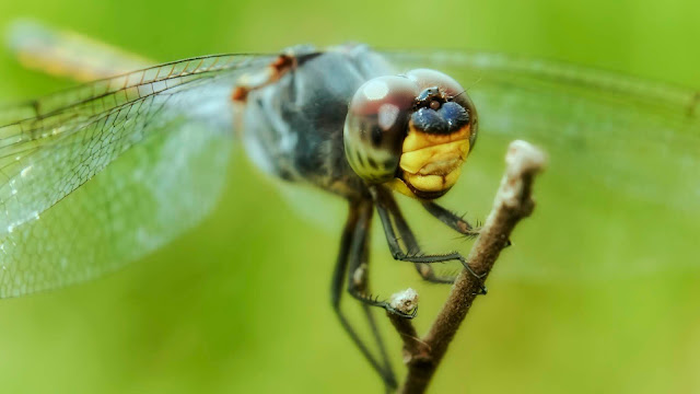 Top 10 Ten Awesome Macro Photography Part 9 | Random Insect Photos