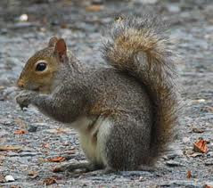 Squirrels Pictures