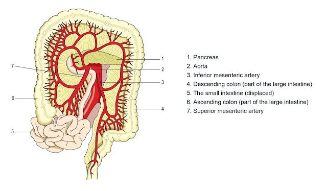 Mesenteric arteries