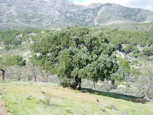 encina-quercus-ilex