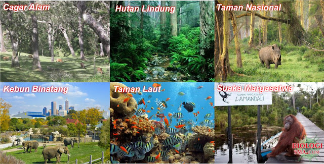 Cagar Alam, Taman Nasional, Suaka Margasatwa, Hutan Lindung, Taman Laut, Kebun Binatang