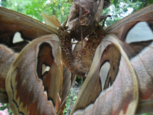 queen alexandra's birdwing butterflies mating