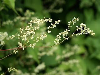 Renouée faux liseron - Fallopia convolvulus