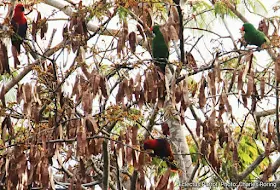 Eclectus parrot in lowland forest.