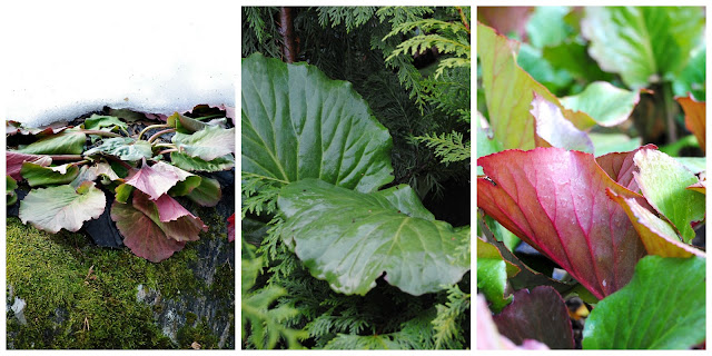 Bergenia cordifolia