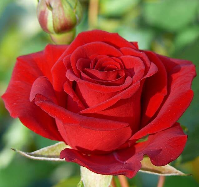 A morning flowers, Beautiful red roses !