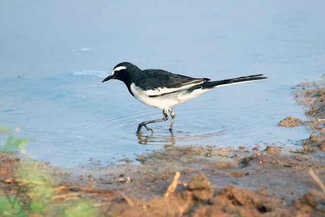 White-browed Wagtail