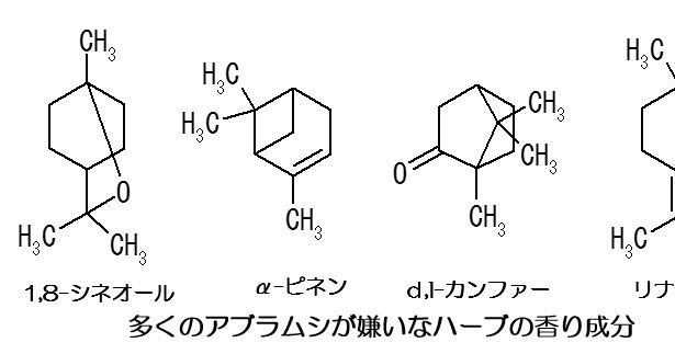 ささやかな手抜き菜園から アブラムシはハーブの香が苦手