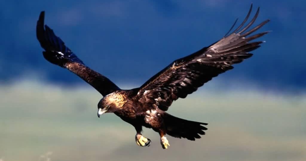  Gambar Burung Elang si Hewan Berdarah Panas
