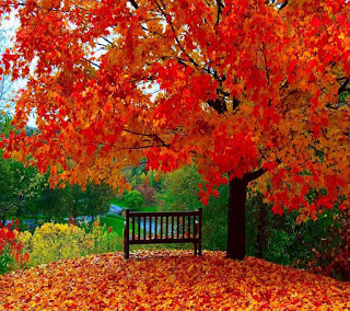 Beautifull Amazing Nature HD Desktop Wallpaper Photos