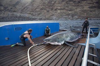 Shark Men get their biggest catch