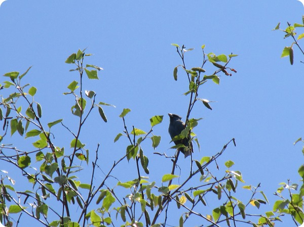 IMG_7523 Indigo Bunting Bird (3)