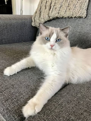 Ragdoll