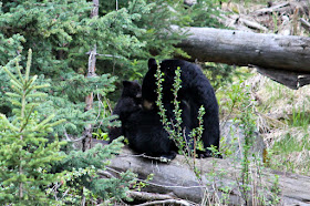 yellowstone, black bear, mama bear, http://bec4-beyondthepicketfence.blogspot.com/2016/05/work-hard-play-hard.html