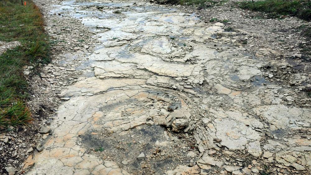 World’s Longest Dinosaur Trackway