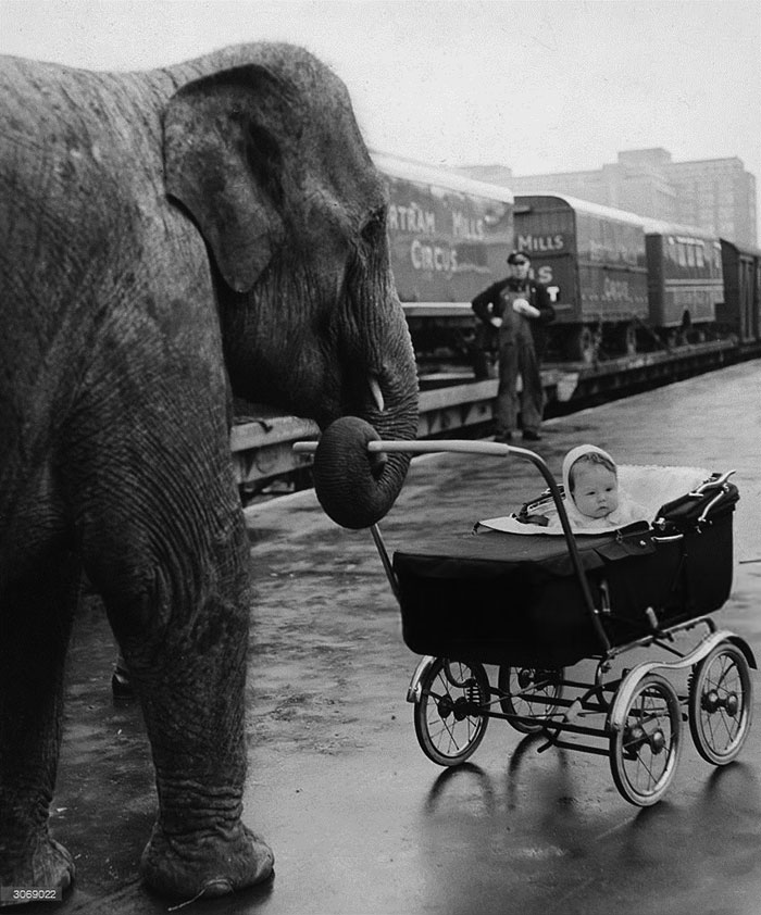 60 Inspiring Historic Pictures That Will Make You Laugh And Cry - Circus Baby Yvonne Kruse Is Pushed In Her Pram By 'Kam', One Of Her Mother's Charges