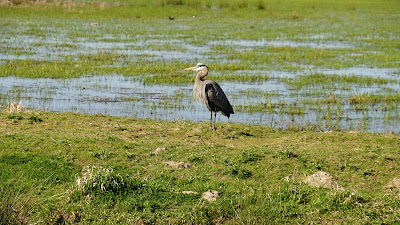 Great Blue Heron