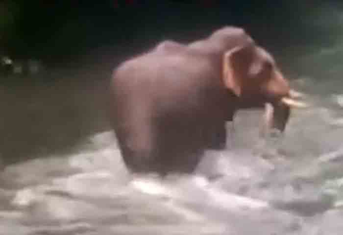 Kannur, News, Kerala, Aralam d=farm, Wild elephant, Wild elephant again reached in Aralam Farm.