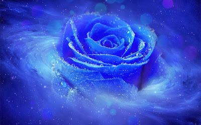 Blue Rose Wallpaper background