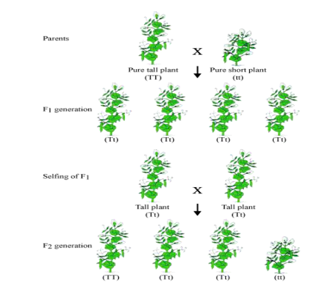 HEREDITY AND EVOLUTION