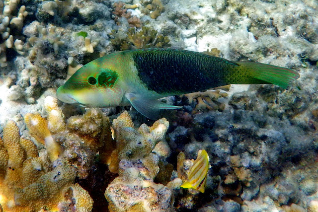 Heron Island Korallen Riff  Fisch Coral Reef Fish Insel