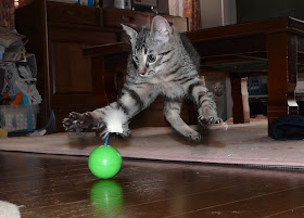funny cat pictures, cat and ball