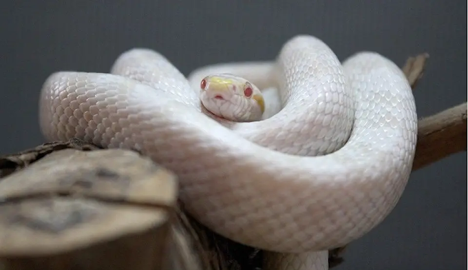 Por que existe cobras albinas?