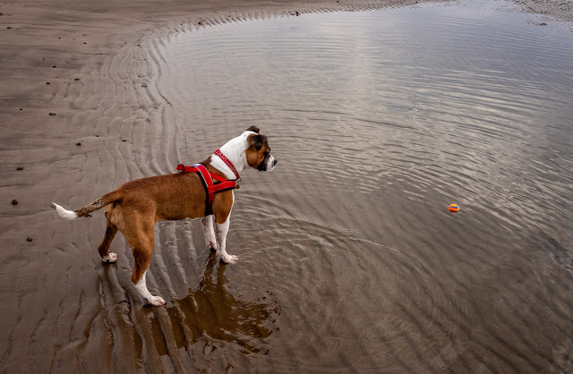 Photo of Ruby trying to work out how to get her ball without getting wet