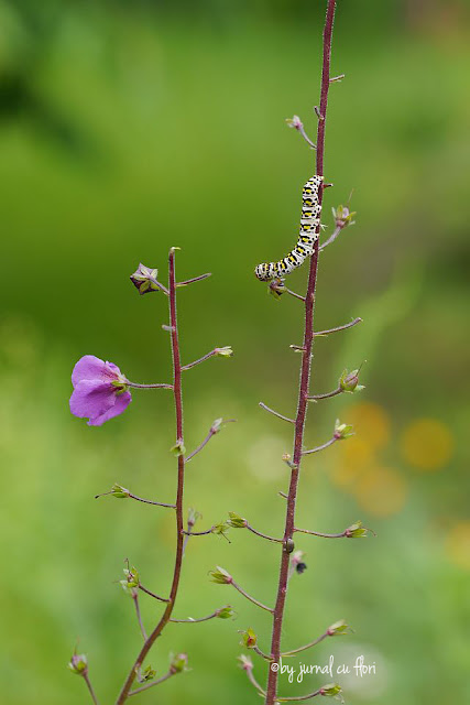 floare de camp salbatica