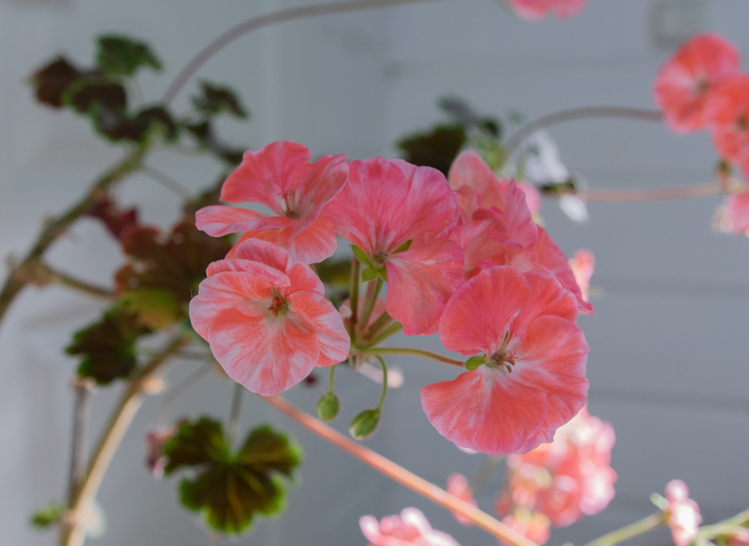 pelargoni-mullanvaihto-100outdoor