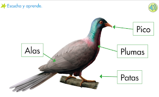 http://primerodecarlos.com/SEGUNDO_PRIMARIA/noviembre/Unidad_4/actividades/cono_unidad4/caracteristicas_aves.swf