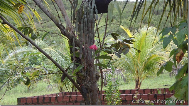 flor-de-maio