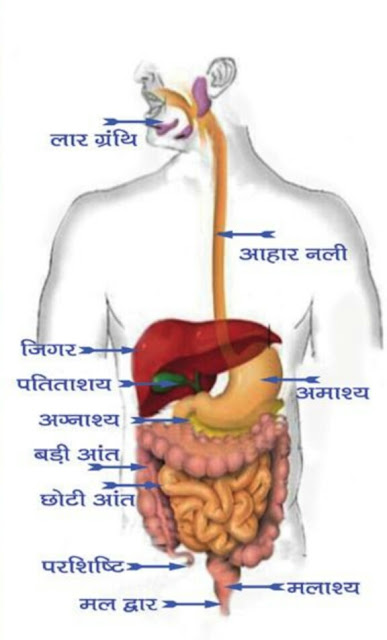 Definition of the digestive system, the major organ of the digestive system, the human body digestion system and the tasks related to the digestive system, how digestion of food, how the digestive system is strong, where the digestion of protein is digested, how do digestion in gastric? 